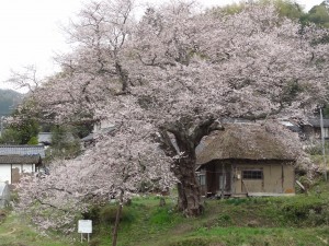 法乗坊の種蒔き桜