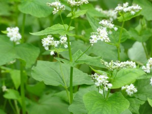 蕎麦