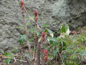 たぶん　芍薬