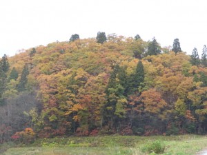 裏山　雑木林