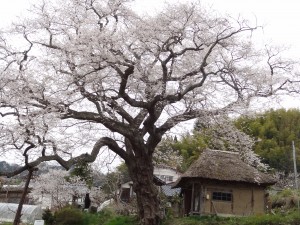 力強い　枝ぶり