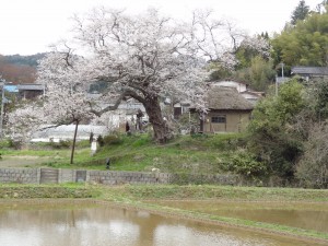 手前の田んぼには　水が引かれて