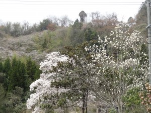 こぶし　桜