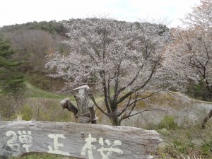 弾正桜