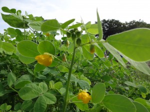 黄色い小さな花