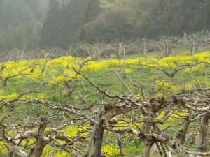 柿畑　菜の花