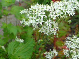 ニラの花