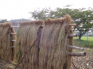 はざがけ　風景