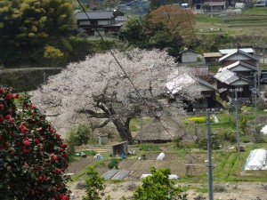 法乗坊の種蒔き桜　見納め