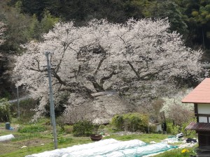 山の方から見ると　別の風情