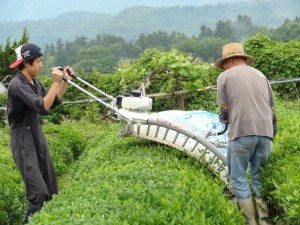 初茶摘み　６／８