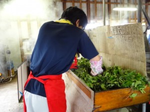 お茶加工所　蒸す