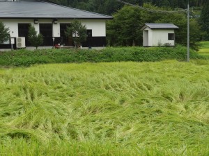 少し　倒伏あり