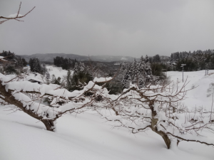 雪に包まれた羽茂の柿畑