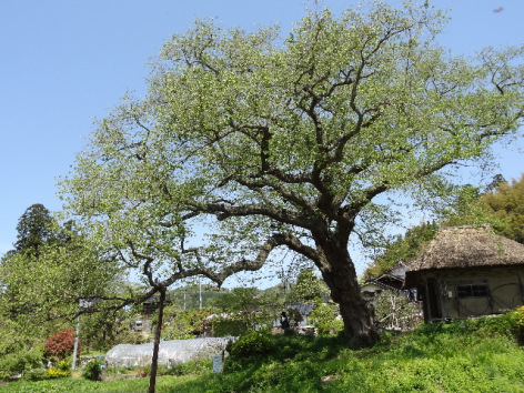 青空　と　法乗坊の種蒔き桜