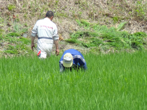 １ヶ月前　ヒエ抜き　草とり