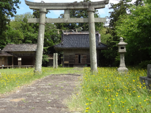 黄色い花　揺れて