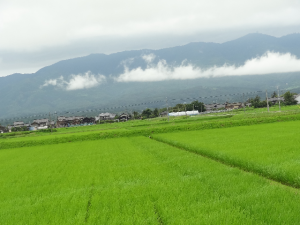 緑のじゅうたん　金北山にかかる雲の帯