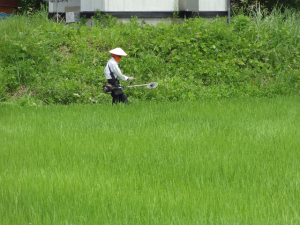 畦や土手の草刈り　