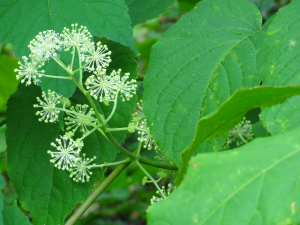 うどの花