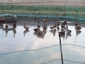 自宅前の　水田