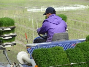 田植え