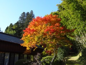 もみじのお寺