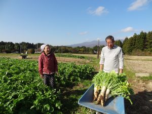 大根の畑で