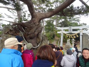 石を抱く松　鳥居