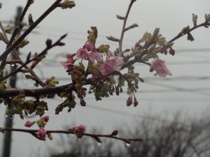 早咲き　桜