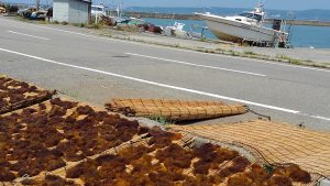 いご草　浜で天日干し