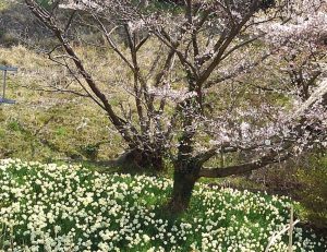 水仙　桜