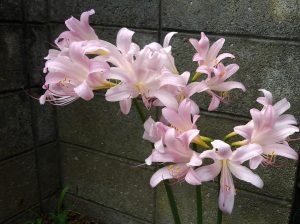 曼殊沙華の　たぐいかな?