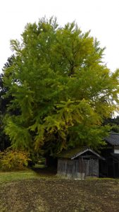 清水寺　大銀杏