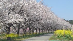 羽茂川沿い　桜の道