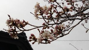 桜　