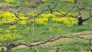 柿畑の中の　菜の花