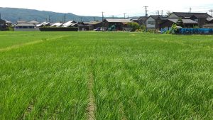 溝が切られ　中干し中